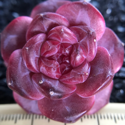 多肉植物 エケベリア purple fairy 4cm 抜き苗 1株 多肉植物 愛多肉