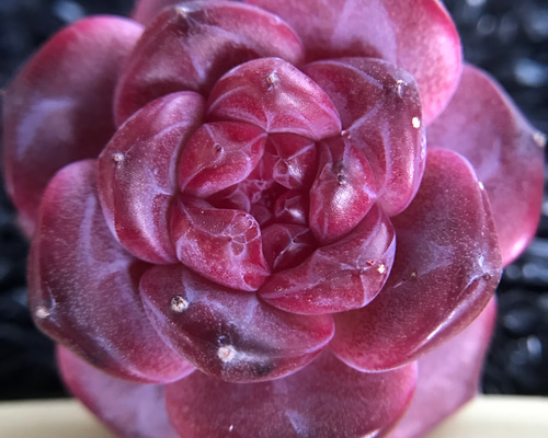 パープルクリスタル 紫水晶 エケベリア 多肉植物 抜き苗 楽天市場】【当店農場生産】◎多肉植物 エケベリア パープル