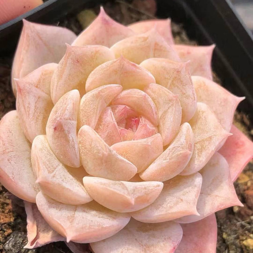 22#多肉植物アエオニウム錦❤️雪姫❤️1大頭3-5子芽18cm 拔き苗 22#多肉植物アエオニウム錦❤️雪姫❤️1大頭3-5子芽18cm