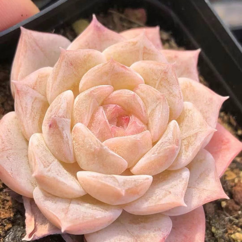 15#多肉植物アエオニウム錦❤️雪姫錦❤️1大頭8-10cm拔き苗