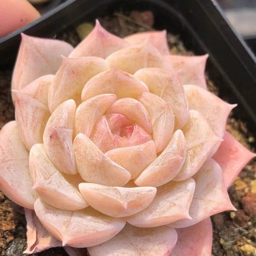 多肉植物 エケベリア フルーツキャンディー 4cm 抜き苗 1株 多肉