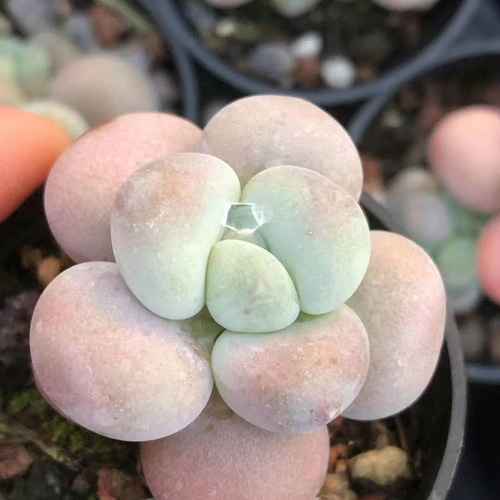No.312 ❁選抜苗❁フルーツキャンディー❁ 光り 抜き苗 多肉植物