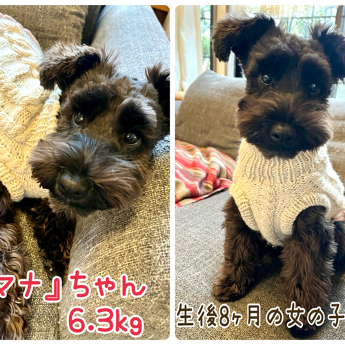 シンプル縄あみ犬服 手編みセーター」スモークカラー2色 ペット服