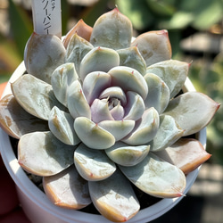 023ca12203fc573518d50f46a5287c