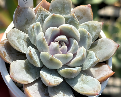 多肉植物　スノーバニー 023ca12203fc573518d50f46a5287c