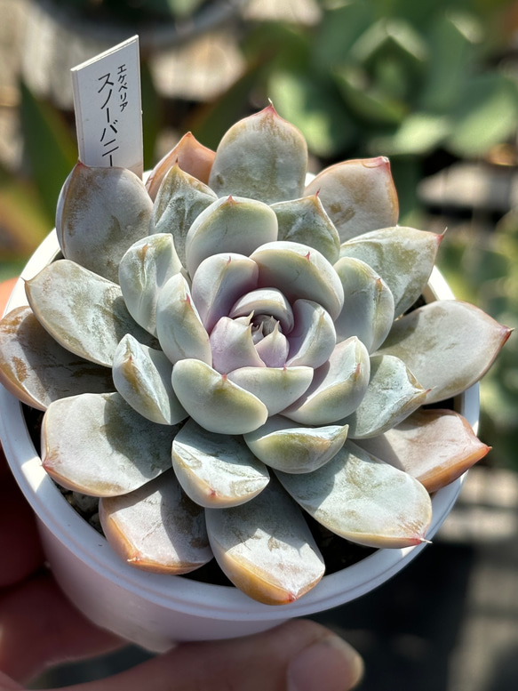 多肉植物 スノーバニー 抜き苗 （ポット9cmサイズで撮影） エケベリア スノーバニー（抜き苗） | 多肉植物のネットショップ ST Farm