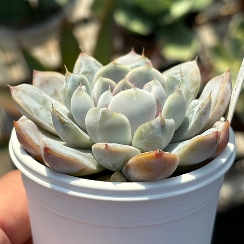人気品種！☆スノーバニー 多肉植物 自家栽培 国産 多肉植物 美