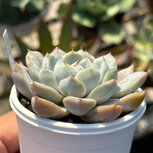 人気品種！☆スノーバニー 多肉植物 自家栽培 国産 多肉植物 美