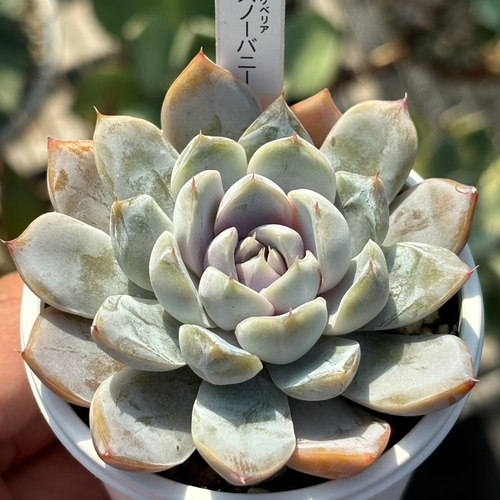 人気品種！☆スノーバニー 多肉植物 自家栽培 国産 多肉植物 美