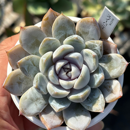 人気品種！☆スノーバニー 多肉植物 自家栽培 国産 多肉植物 美
