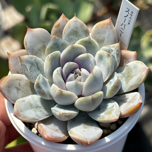 多肉植物 スノーバニー 抜き苗 （ポット9cmサイズで撮影） 多肉植物83 エケベリア スノーバニー 韓国苗の通販 by 多肉植物