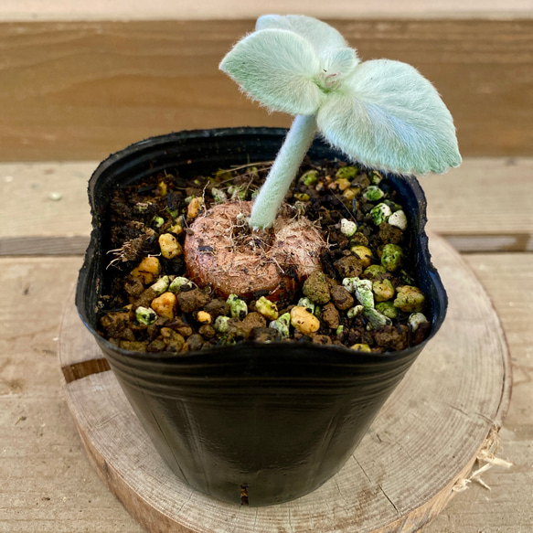 塊根植物 シンニンギア レウコトリア 断崖の女王 多肉植物 plant