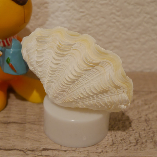 シャコ貝のルームランプ シャコ貝のルームランプ