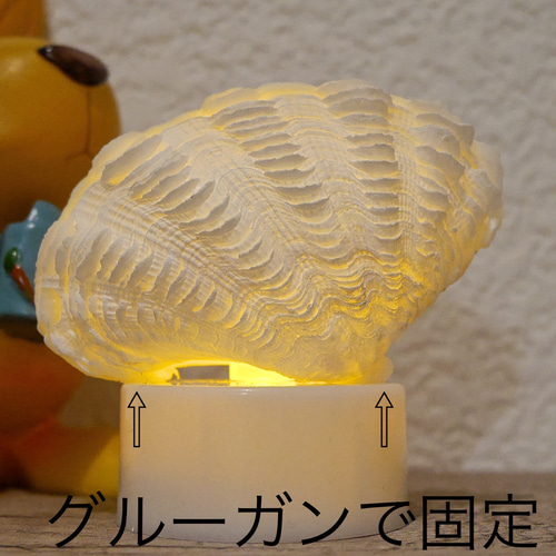シャコ貝のルームランプ シャコ貝のルームランプ