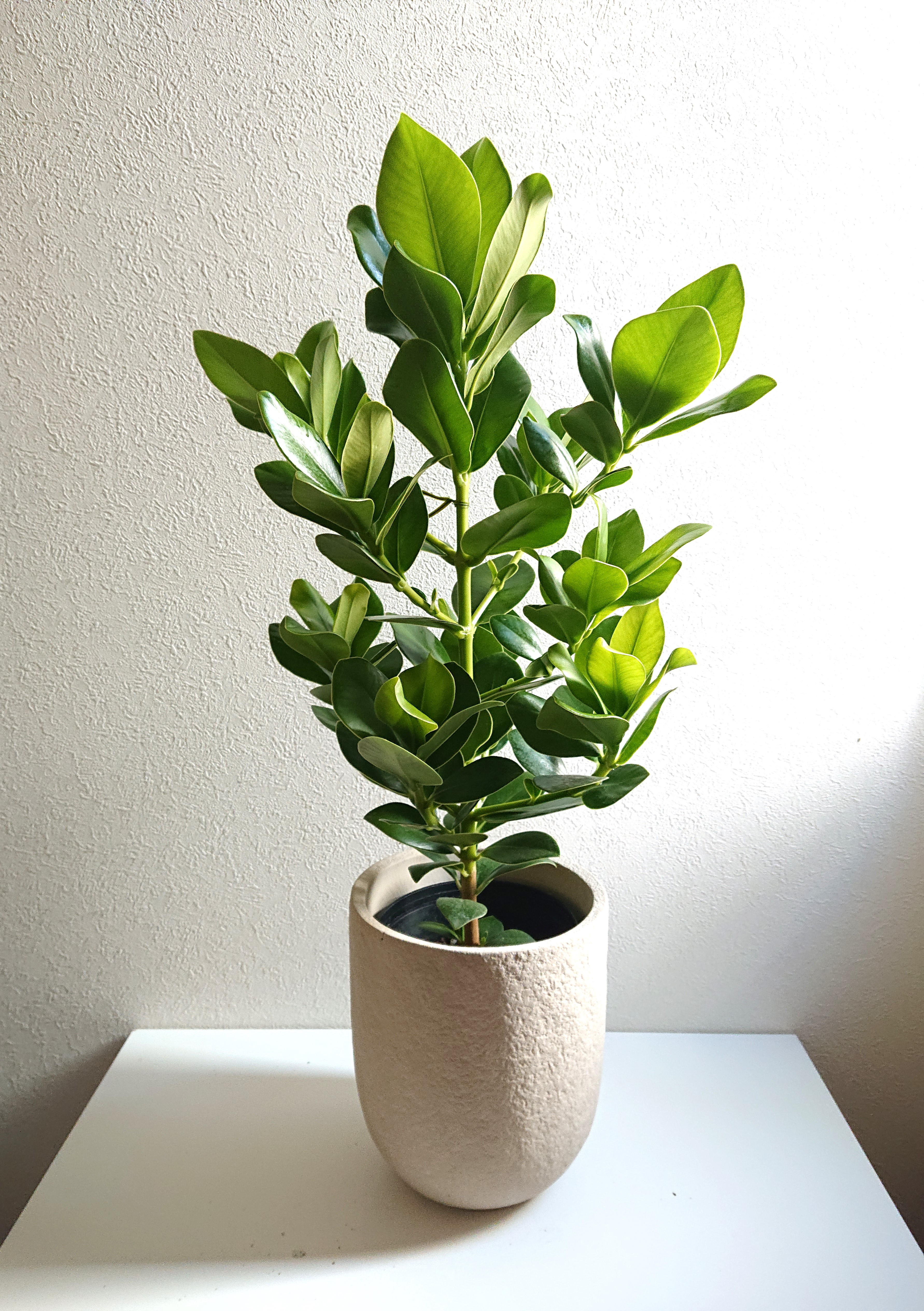 ●数量限定●新作●　※樹形厳選　 大きめ　”クルシア・ロゼア・プリンセス（L）　ロングセメント鉢セット”　観葉植物