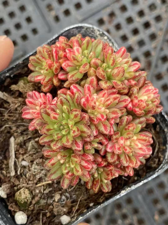 75# 多肉植物アエオニウム錦❤️ 艶凝❤️1大頭30小頭高27cn宽21cm拔き