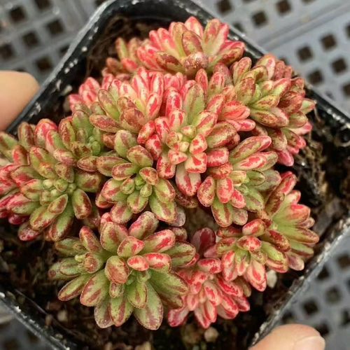 多肉植物　アエオニウム　油絵の少女　綴化　大苗 多肉植物 アエオニウム 油絵の少女 綴化 大苗 多肉植物