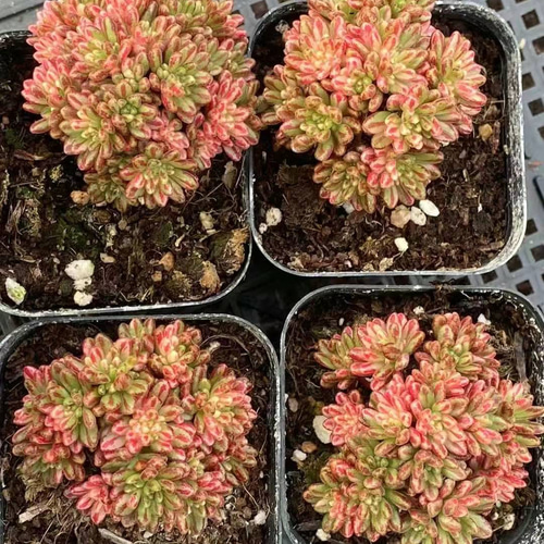 多肉植物　アエオニウム　油絵の少女　綴化　大苗 多肉植物 アエオニウム 油絵の少女 綴化 大苗 多肉植物