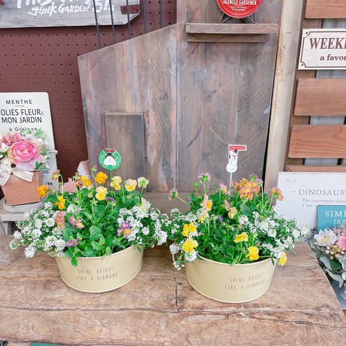 おまけクリスマスピック♡【フリルビオラ 華あられ寄せ植え】長く