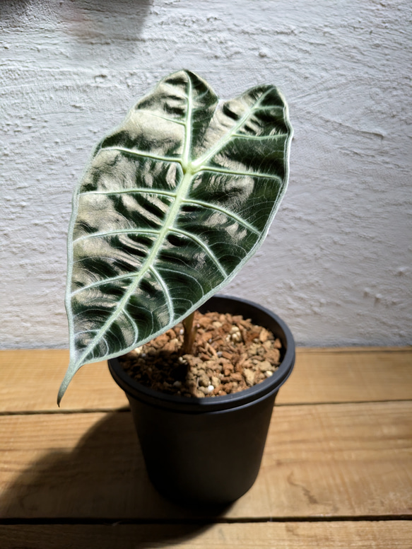 アロカシア ワトソニアナ 大株 アロカシア ワトソニア 観葉植物 Alocasia Watsoniana 大株