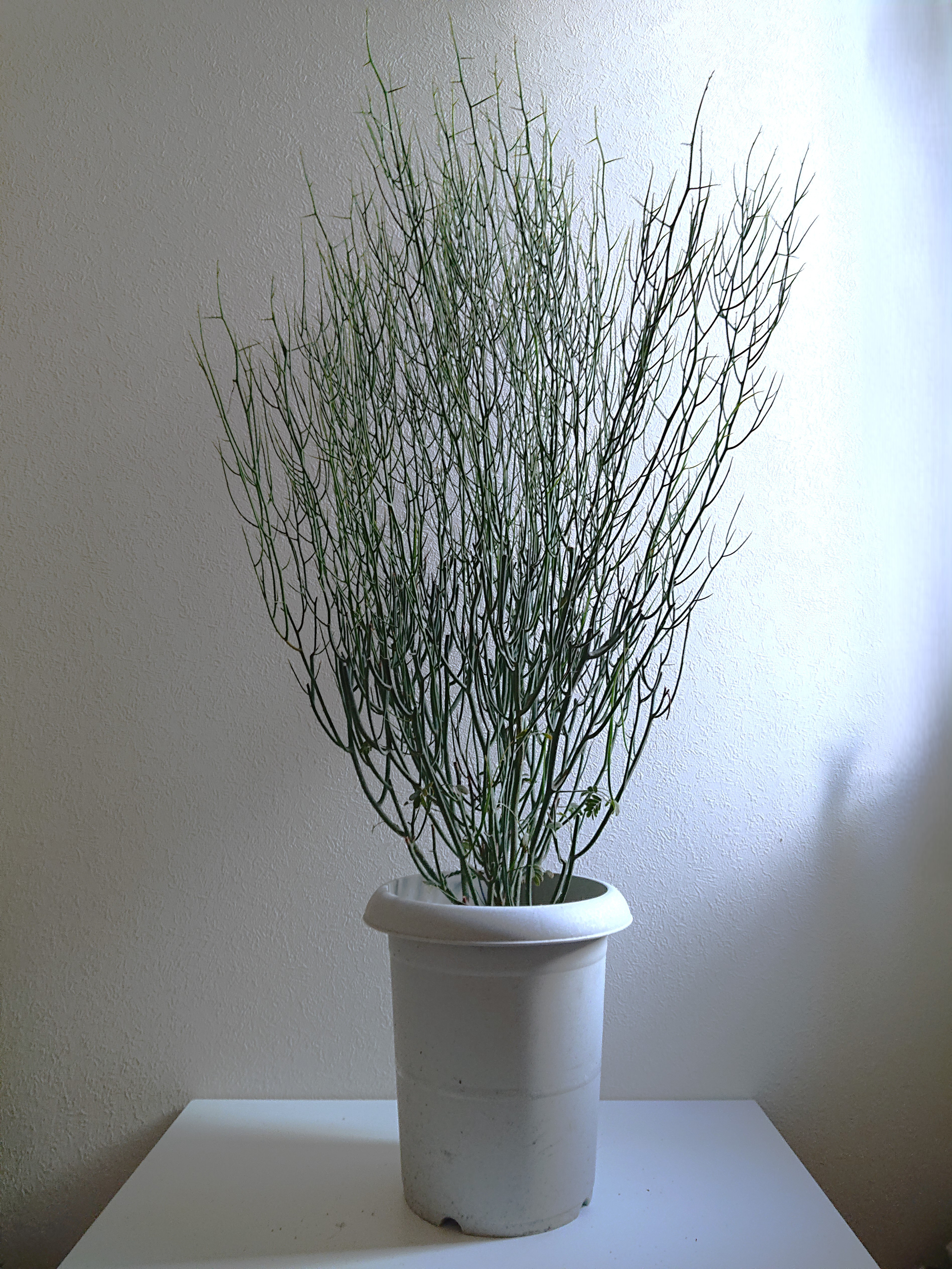 ●現品●新作● ※厳選樹形　希少　大きめ　”アカシア　スピネセンス　鉢セット”　観葉植物　ミモザ・アカシア