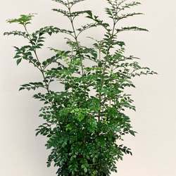 希少ホヤ＊インクラサッタ＊アルボマギナータ＊斑入り＊観葉植物