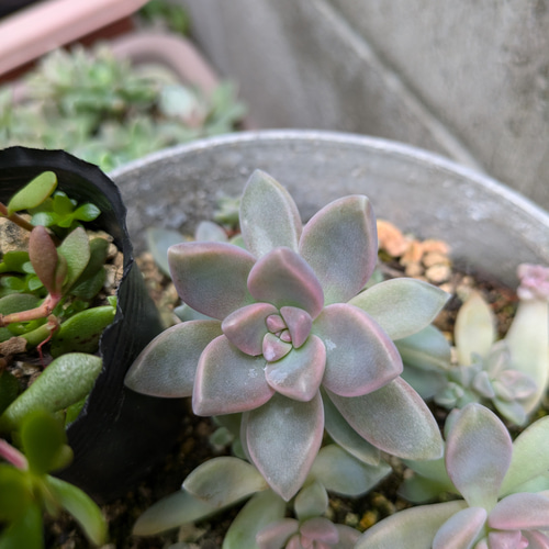多肉植物 桜牡丹 ゴースティ カット苗 1つ 多肉植物 ミクロ 通販 