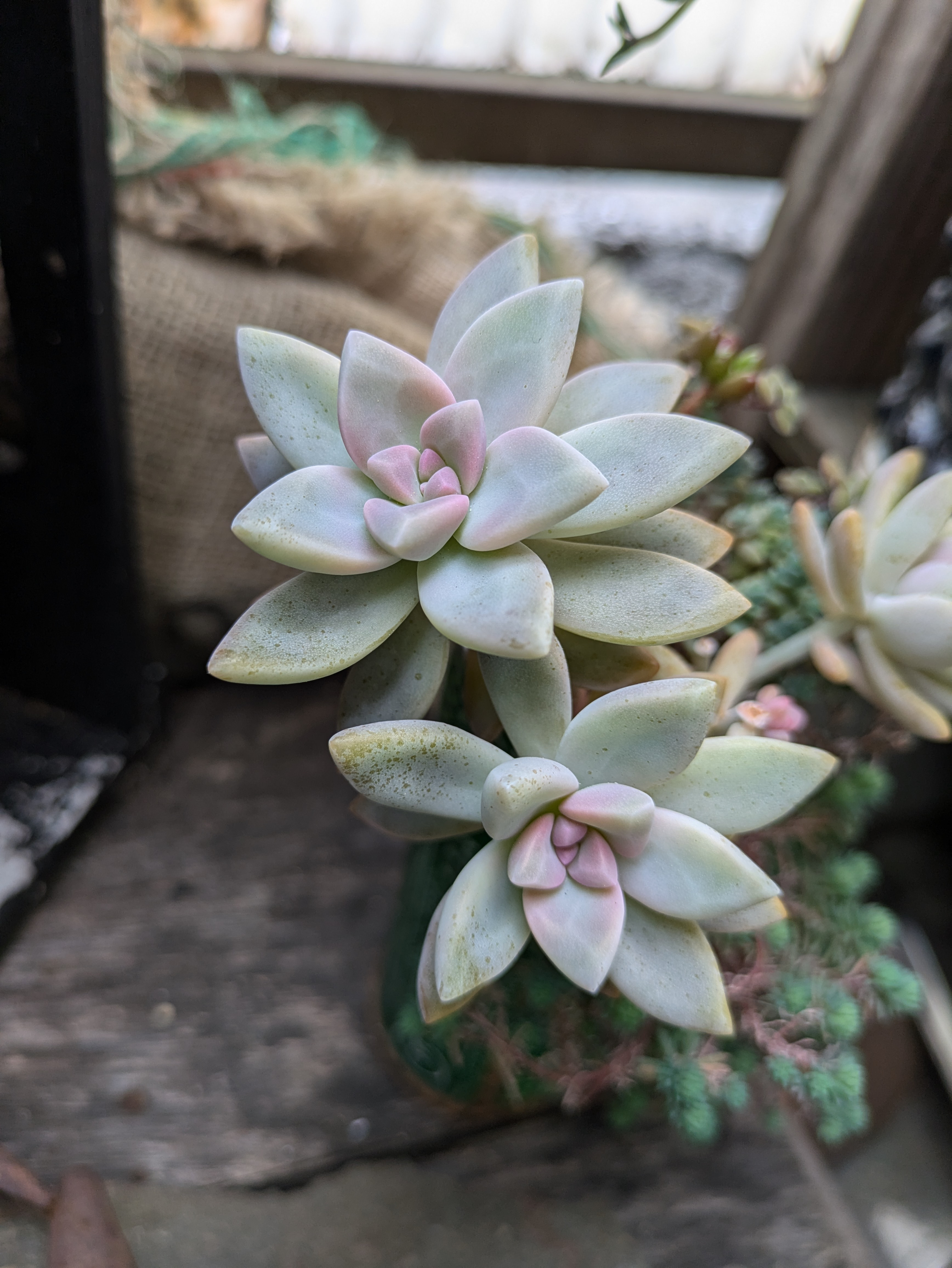 多肉植物。 桜牡丹。抜き苗