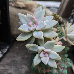 多肉植物 桜牡丹 ゴースティ カット苗 1つ 多肉植物 ミクロ 通販