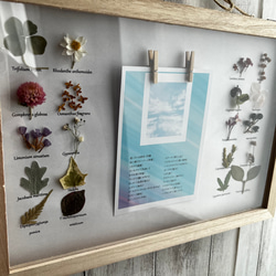 草花の写真フレーム12枚収納可能 植物標本 写真立て プレゼント 名入れ