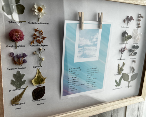 草花の写真フレーム12枚収納可能 植物標本 写真立て プレゼント 名入れ