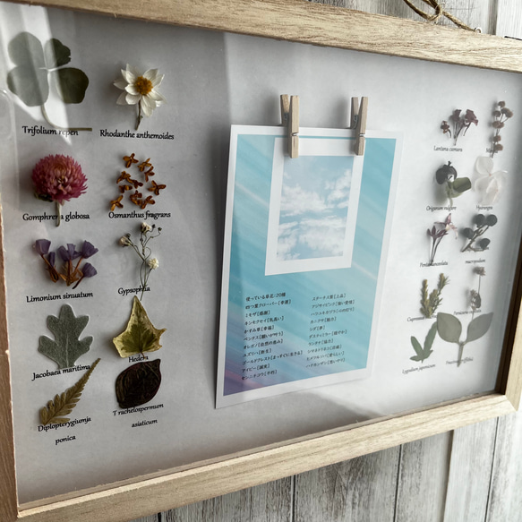 草花の写真フレーム12枚収納可能 植物標本 写真立て プレゼント 名入れ