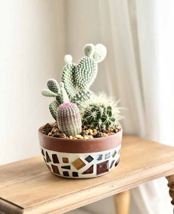 オーダー鉢 サボテン 寄せ植え 植木鉢 かわいい おしゃれ バニー