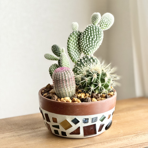オーダー鉢 サボテン 寄せ植え 植木鉢 かわいい おしゃれ バニー