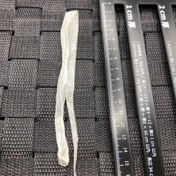 白蛇の抜け殻3パック！ その他素材 ヘビの古着屋 通販 18544502