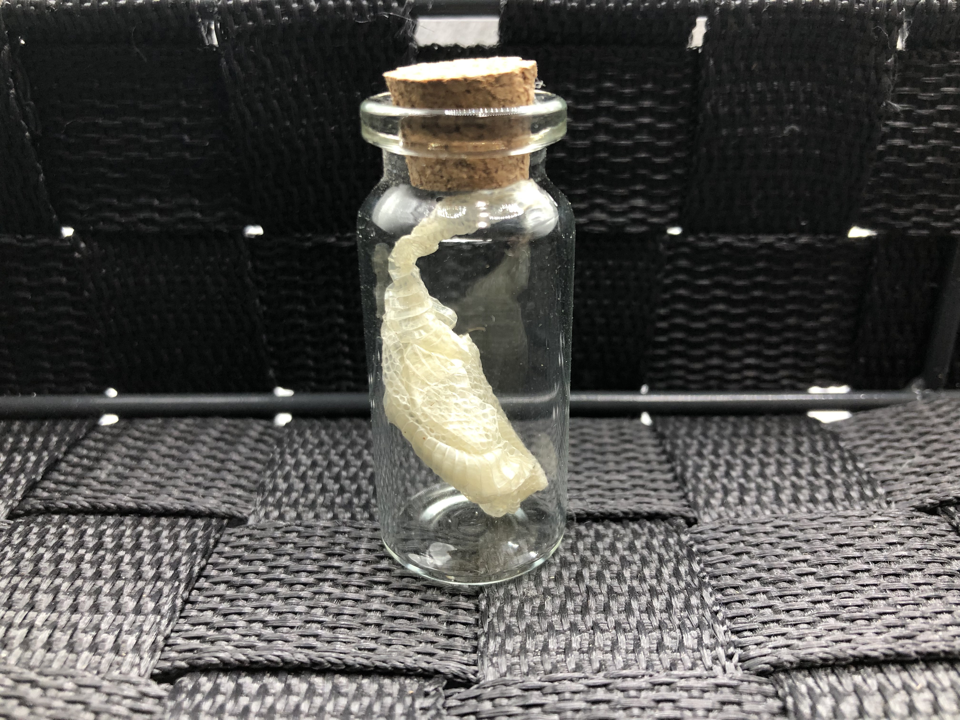 瓶詰め！1本丸々白蛇の抜け殻 その他置物 ヘビの古着屋 通販 18553271
