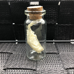 白蛇の抜け殻3パック！ その他素材 ヘビの古着屋 通販 18544502