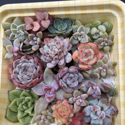 多肉植物寄せ植えセット のおすすめ人気通販 検索結果|Creema 多肉植物寄せ植えセット のおすすめ人気通販 検索結果|Creema