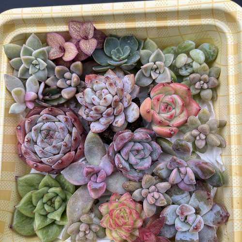 ①寄植えカット苗　特売　錦&人気種　多肉植物 Amazon.co.jp: 多肉植物 レッドベリーhyb 花団錦 カット苗 10