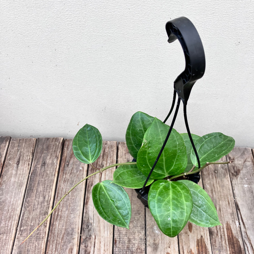 超希少種＊ホヤ＊スラウェシGPS8867＊吊り鉢＊観葉植物 アートフラワー