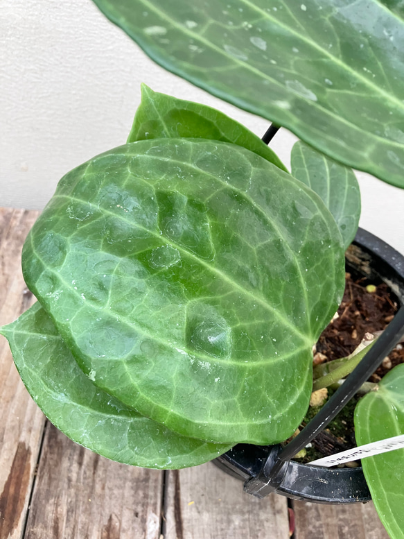 特大 ホヤ hoya マキシマ 8号鉢 楽天市場】ホヤ（サイズ（植木鉢）7