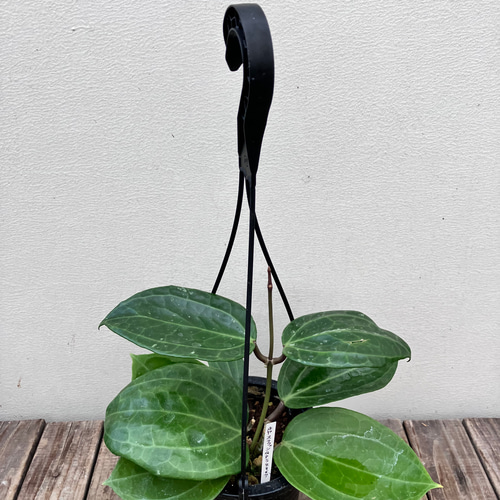 観葉ホヤ　珍種　Hoya sulawesi GPS 8867 サクララン 大苗 観葉ホヤ 珍種 Hoya sulawesi GPS 8867 サクララン 大苗 - メルカリ