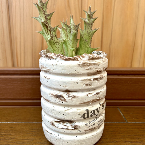 ガガイモ 黒竜角 ハンドメイドセメント鉢セット 多肉植物 Paleo 通販