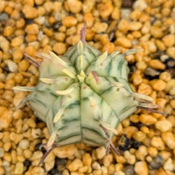 レアサボテンコレクション・マミラリア属・ピコモンストinわけけのお店