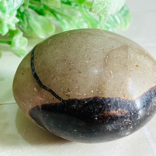 セプタリアン 特大サイズ卵