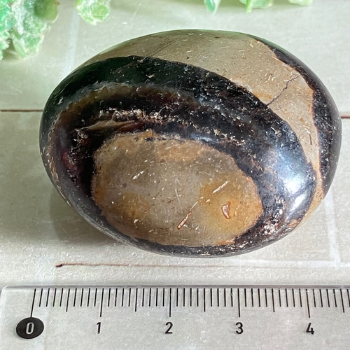 セプタリアン 特大サイズ卵