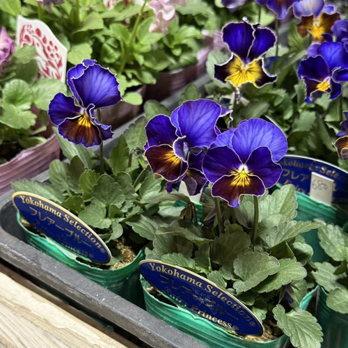ビオラ 横浜コレクション「フレアーブルー」 花苗 花 苗 ガーデニング