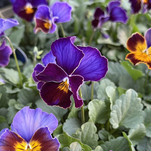 ビオラ 横浜コレクション「フレアーブルー」 花苗 花 苗 ガーデニング