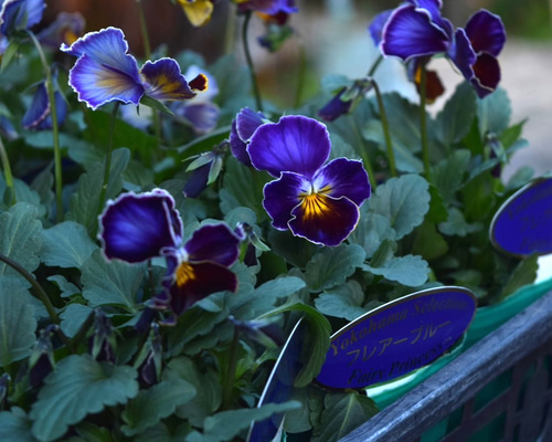 R*U様 希少✳︎今期新品種パルプンテビオラ多花性ブルー花苗 R*U様 希少✳︎今期新品種パルプンテビオラ多花性ブルー花苗 育種うえ