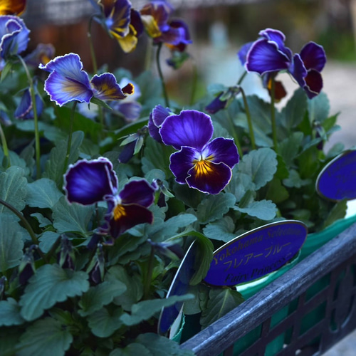 ビオラ 横浜コレクション「フレアーブルー」 花苗 花 苗 ガーデニング